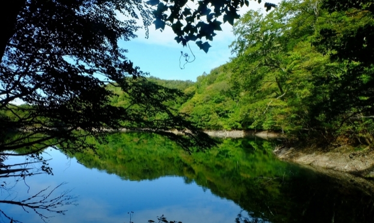 世界遺産「白神山地」の水で育つ豚