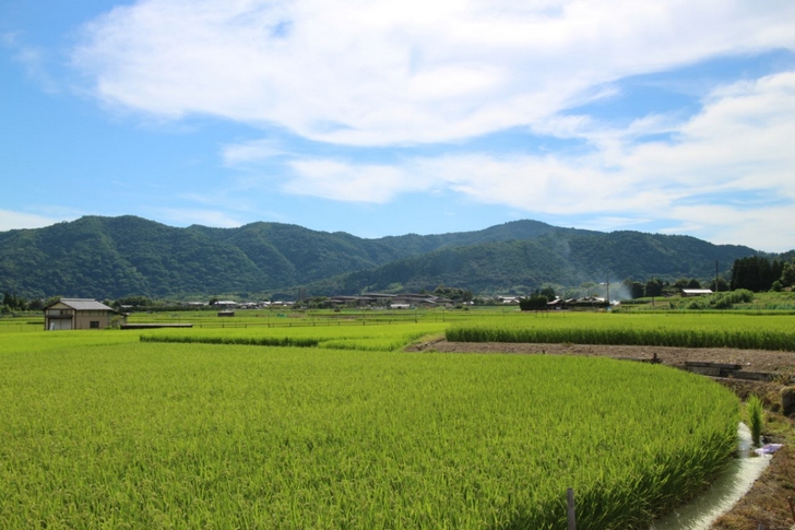 秋といえば、北嵯峨の野焼き