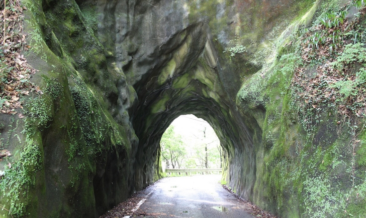 緑のトンネル（小山手）