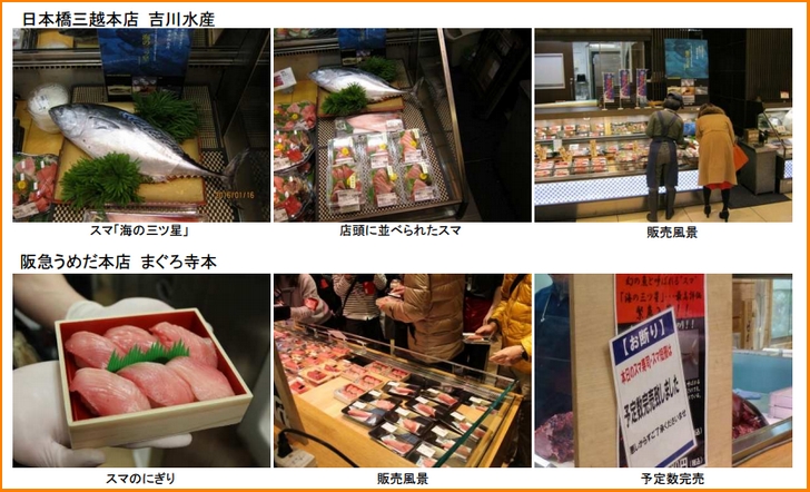スマの全国出荷は和歌山県が最初(和歌山県広報資料より抜粋)