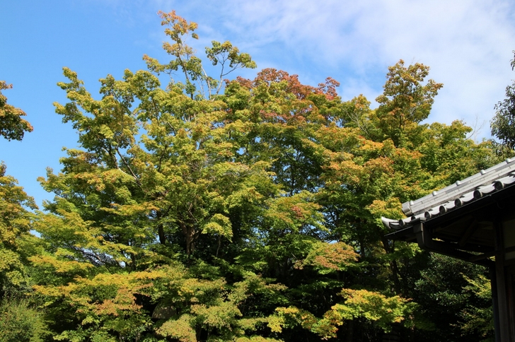 2016年秋の京都・紅葉大調査 今年の紅葉はどんなかんじ?