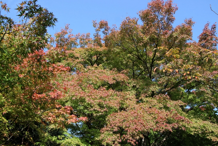日当たりの良いところだけ紅葉づいています