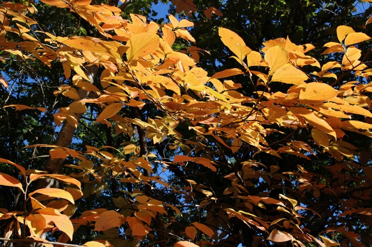 2016年は京都の紅葉を無料で見たい!空いているのはどこ?