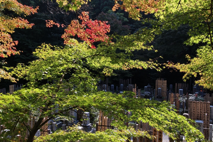 吟松寺は普通のお寺さんですが、通りから紅葉が見えます