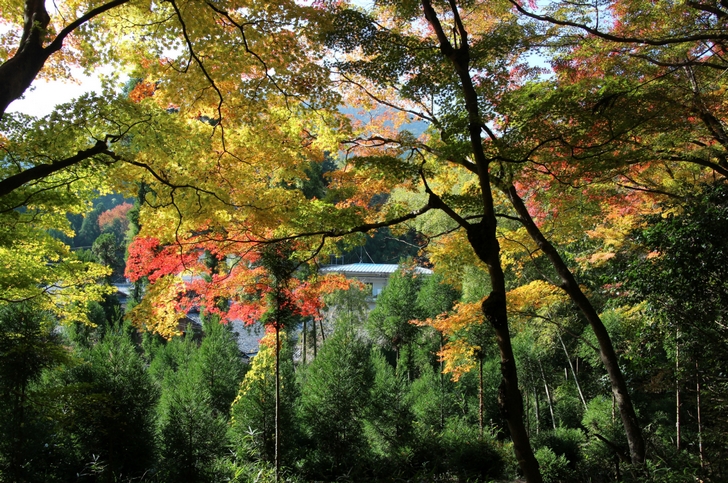 人のあまり通らない長坂口のところにある大徳寺系のお寺です
