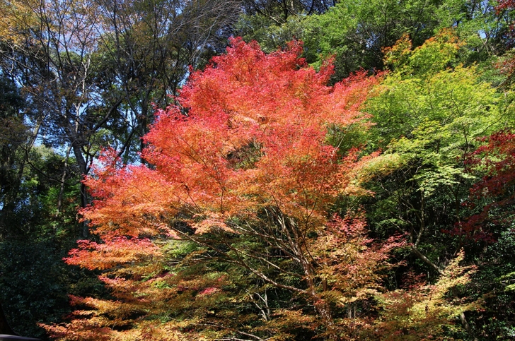 2016年11月12日(土)で紅葉はほぼ広がっていました