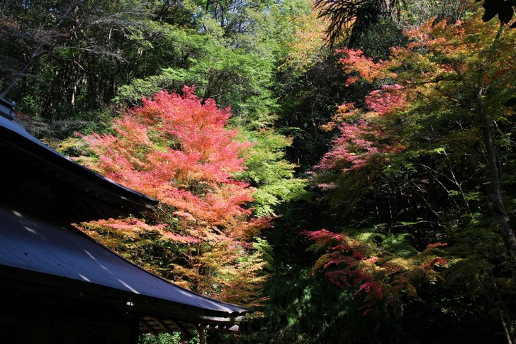 大徳寺讃州寺の紅葉も来週くらいがピークでしょう