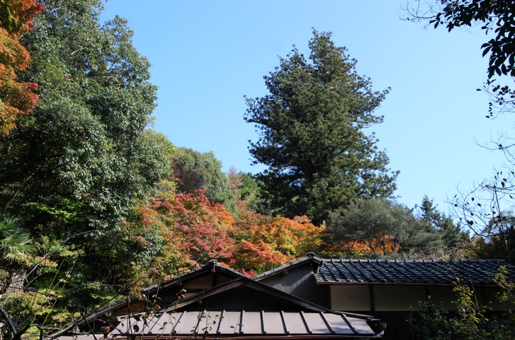 大徳寺讃州寺 2016年11月12日 京都・秋の紅葉風景(1)