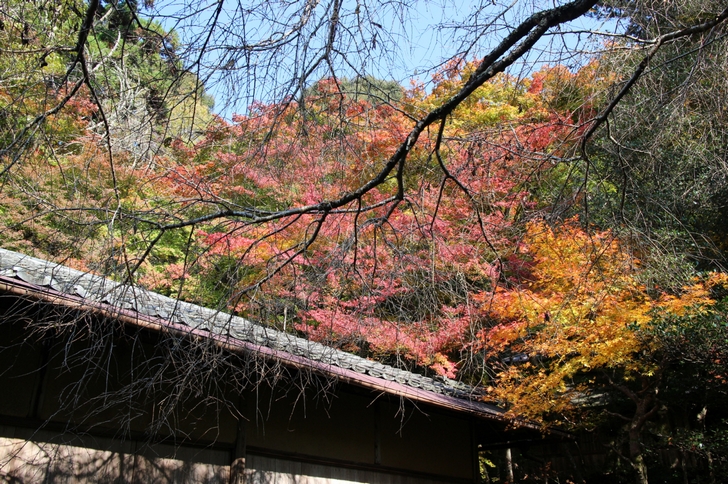 大徳寺讃州寺 2016年11月12日 京都・秋の紅葉風景(2)