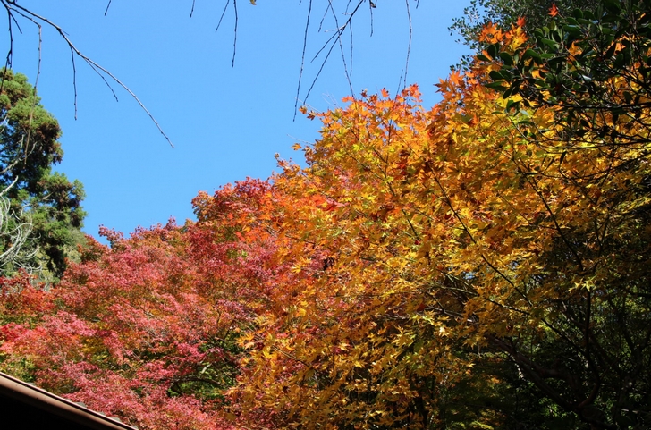 大徳寺讃州寺 2016年11月12日 京都・秋の紅葉風景(3)