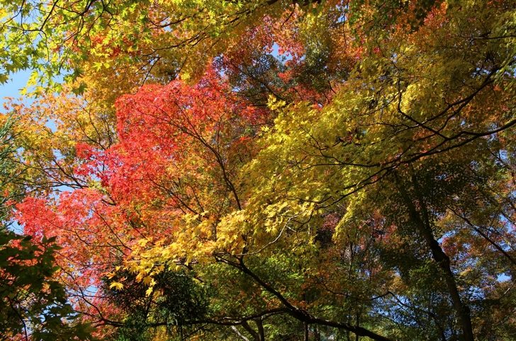 大徳寺讃州寺 2016年11月12日 京都・秋の紅葉風景(4)