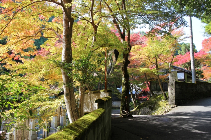 吟松寺は紅葉樹が多く、秋になると知っている観光客はよく見に来ています