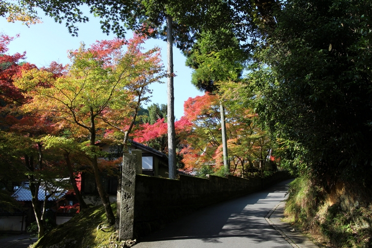 日陰から紅葉を撮影すると色鮮やかに撮影できます