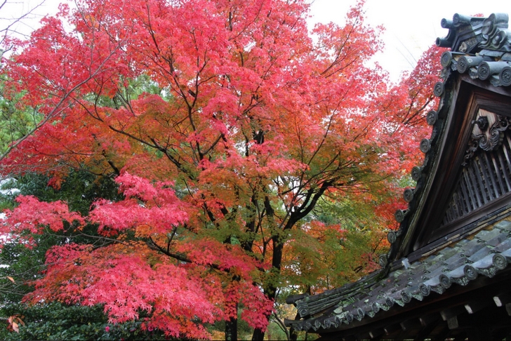 紅葉樹は多くありませんが、見応えのあるものばかりです