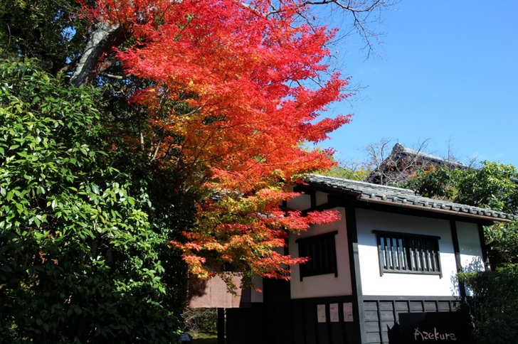 レストラン愛染倉(あぜくら) 門前の紅葉が際立っていました