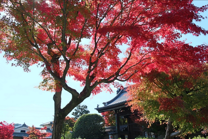 京都の妙満寺はあまり知られていませんが紅葉がキレイな場所です
