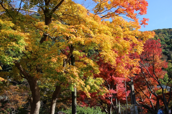 京都・八瀬比叡山口の紅葉(撮影日:2016年11月17日)