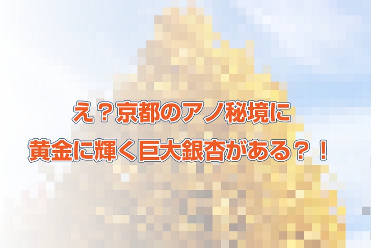 京都のとある場所に黄金に輝く巨大銀杏(いちょう)がある?!