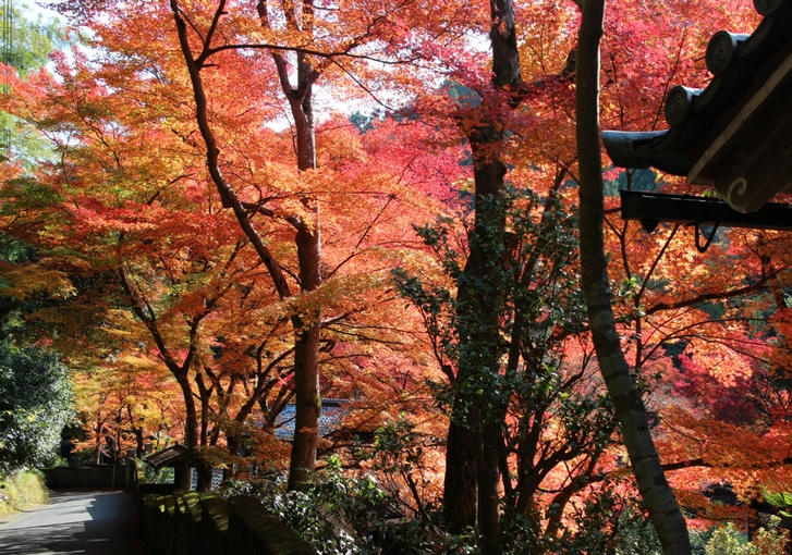 2016年11月から和歌山では地震が多発しています