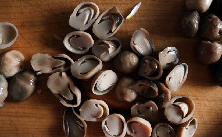 珍しい食材「ふくろ茸」(フクロタケ)