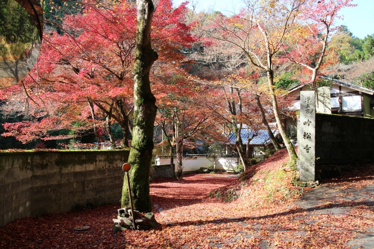 京都鷹峯「吟松寺」では前日の雨で紅葉はほとんど散りました
