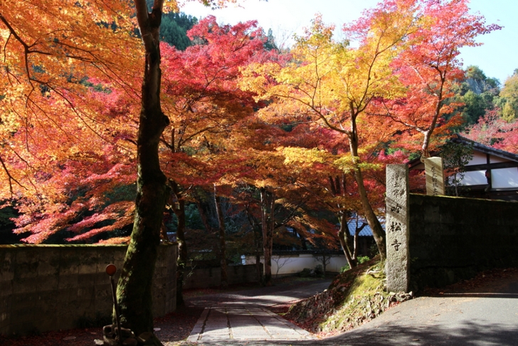 京都鷹峯「吟松寺」 11月18日にピークでした