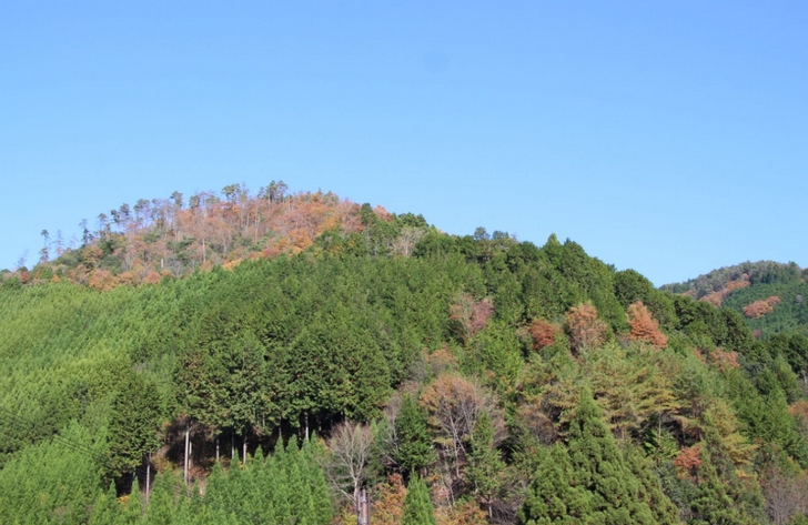 山だから紅葉が早いということはありません