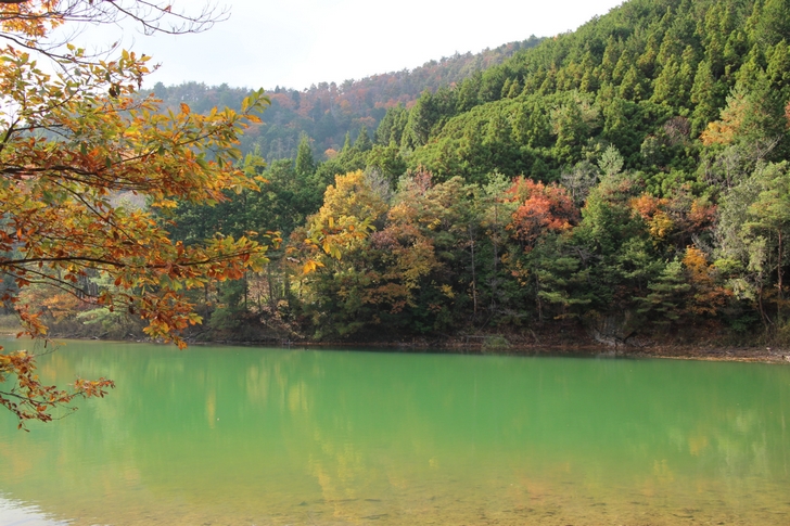 京都 沢 の 池