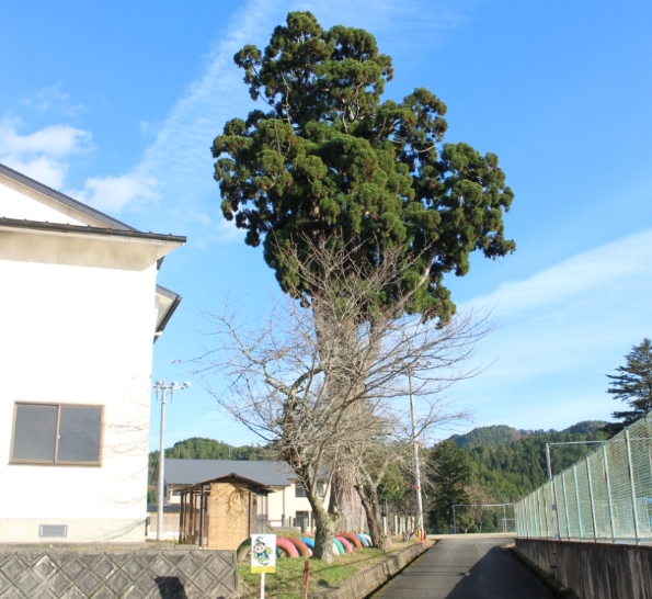 写真は12月2日の「京都市立 京北第三小学校」の巨木です