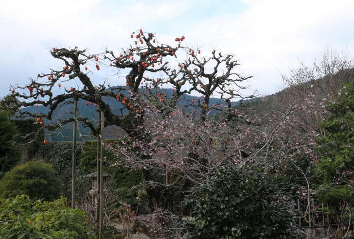 お庭にピンクの花を発見!