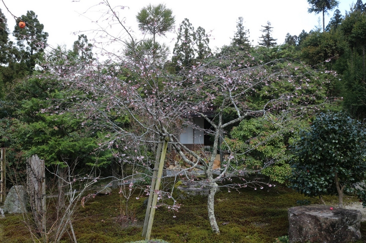 お庭にはいくつかの「不断桜」がありました