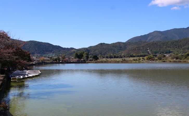 京都の広沢池の風物詩を見に行きました！