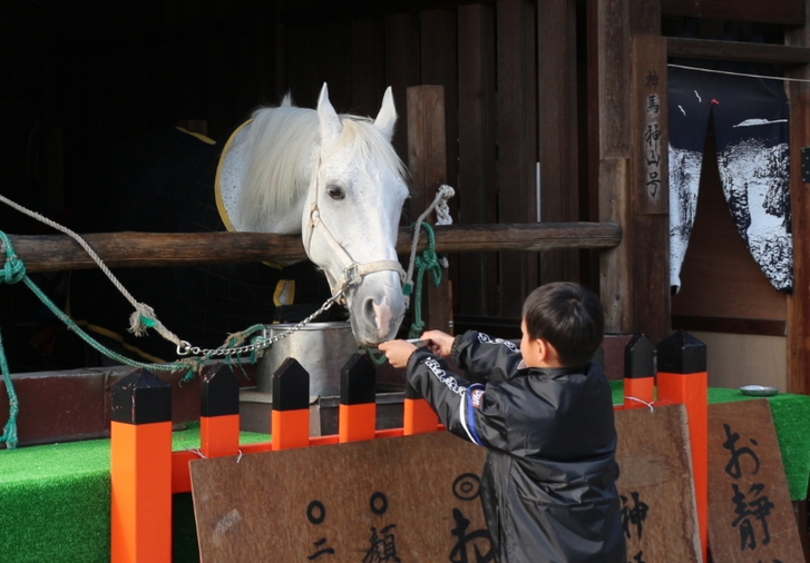 上賀茂神社の白馬、ニンジンを食べさせるイベントはいつも実施されていますが太らないのでしょうか？