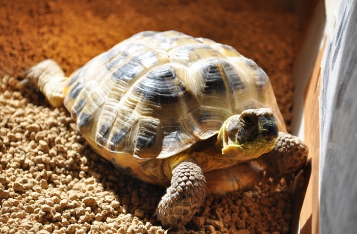リクガメは個人でもペットとしている方もいます(写真はロシアリクガメ)