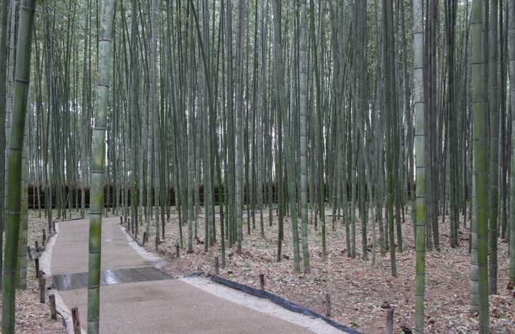 京都・嵐山の「嵯峨野 竹林の道」の近くです