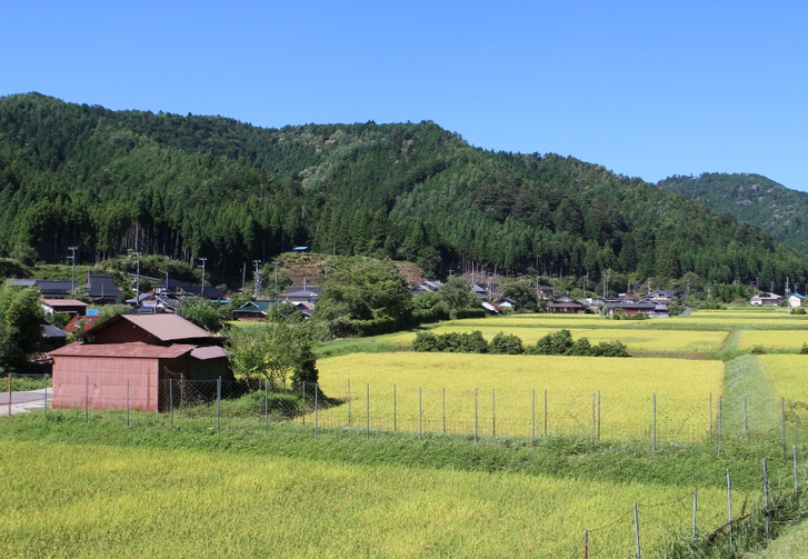 京都・京北の「比賀江」地区の農家さん比賀江さんの「万願寺甘とう」は正真正銘のものです