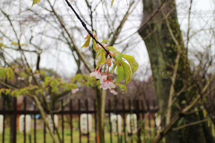河津桜は一分咲きでまだまだこれからです
