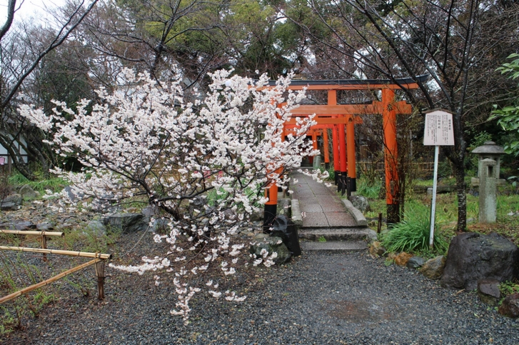 桃桜は境内の2本両方咲いています