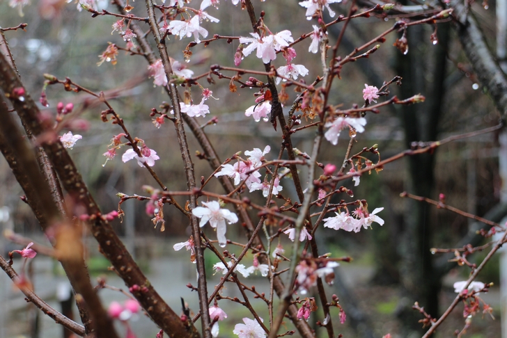 十月桜は冬~春までずっと咲いています