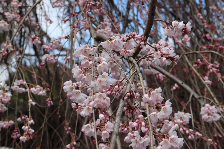 キレイな桜なので満開が楽しみです
