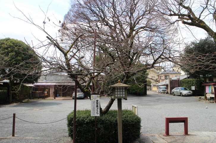 普賢象ざくら