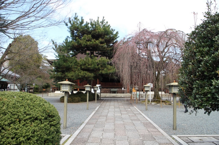 千本釈迦堂の見ごろは4月8日頃になると思います