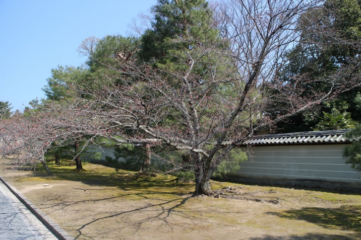 桜の木が参道に並んでいます