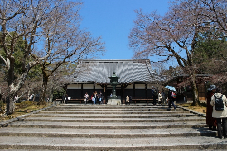 仁和寺手前の桜が「関山」です