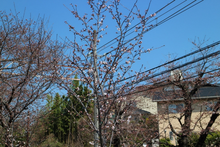 まだツボミの桜が多く一分咲き~二分咲きでした