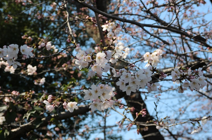 品種はわからなかったのですが「染井吉野」っぽい桜です
