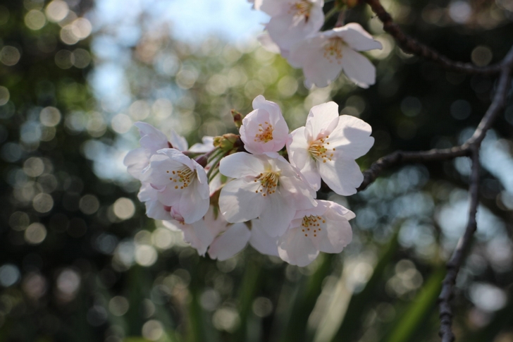 桜のトンネルは嵐電の北野線で楽しめます