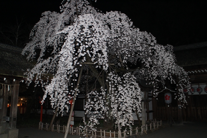 「枝垂桜」参道は真っ暗闇でした