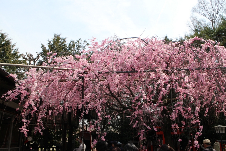 紅しだれ桜 が満開でした