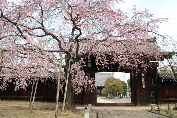 すぐ近くの妙覚寺の桜も満開です